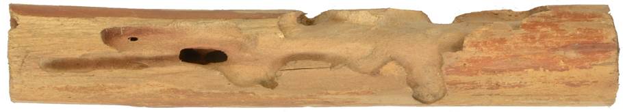 Pb CZ Salix caprea.JPG